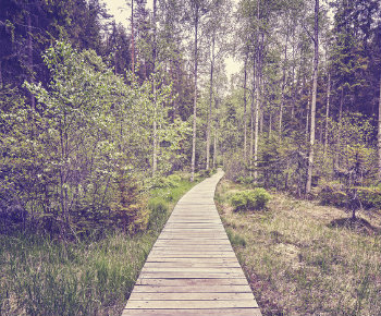 chemin-foret-illustration-export-comptable-simple